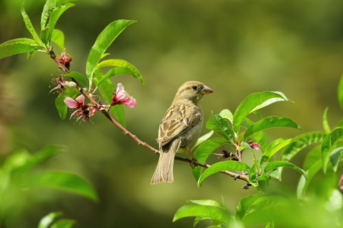 bird sitting on a branch