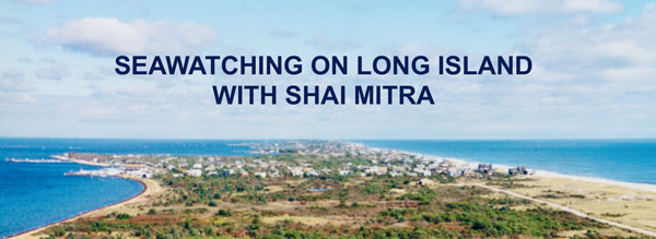 Seawatching on Long Island