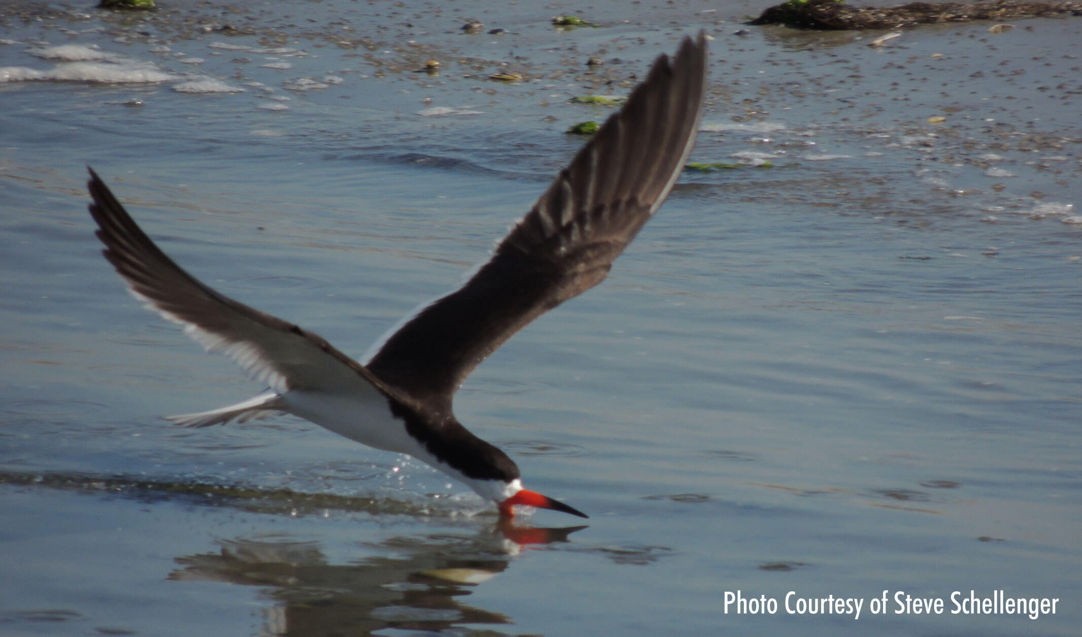 Oyster Catcher