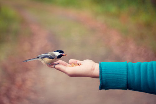 Bird eating in hand