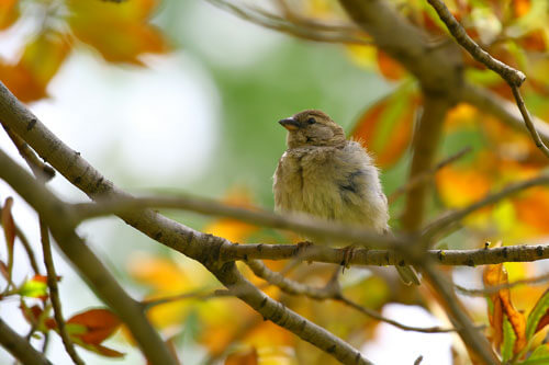 bird in a tree