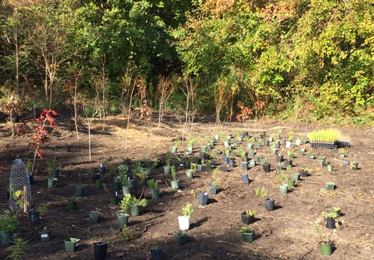 Sanctuary plants