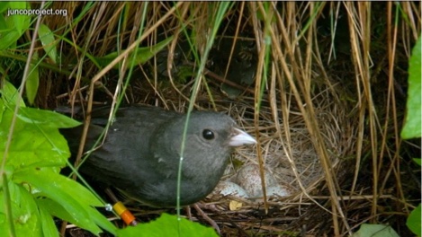 Dark-Eyed Junco