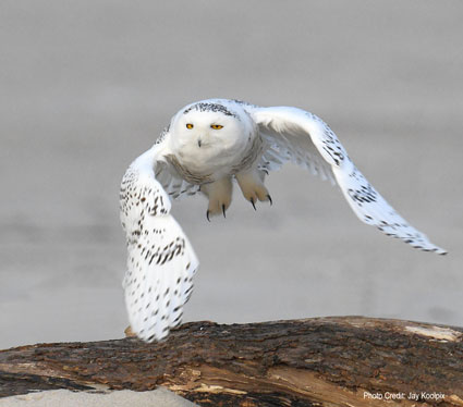 Snowy Owl by Jay Koolpix